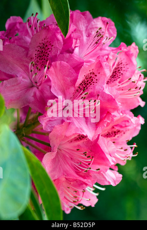 Fiori di azalea rosa in piena fioritura in primavera, con stami chiaramente visibili. Foto Stock