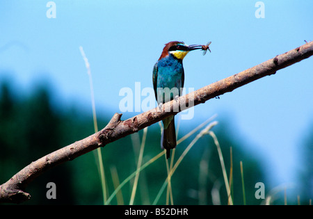 BEE EATER Merops apiaster guepier europa Aves Beute Beutefang Bienenfresser Coraciiformes Europa Fressen Gue pier d Europ Foto Stock