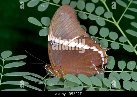 Rusty-Pagina punta Butterfly Siproeta epaphus Foto Stock