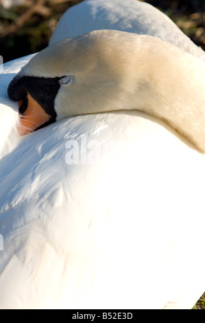 Sleeping Cigno Foto Stock
