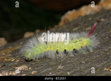 Pale Tussock Moth Larva - Calliteara pudibunda Foto Stock