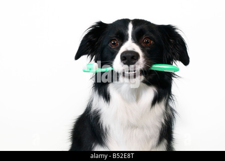 Border Collie tenendo uno spazzolino da denti Foto Stock