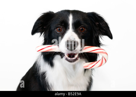 Border Collie tenendo un candy cane Foto Stock
