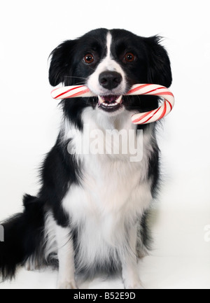 Border Collie tenendo un candy cane Foto Stock