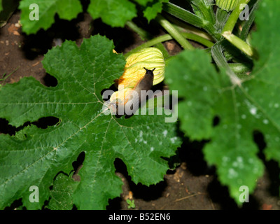 I tondi nero sulla pianta di zucchine Foto Stock