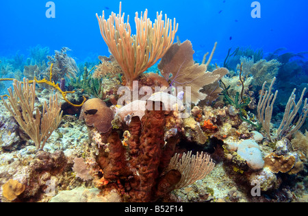 Coral reef scena sulle barriere coralline di spugne e coralli molli Foto Stock