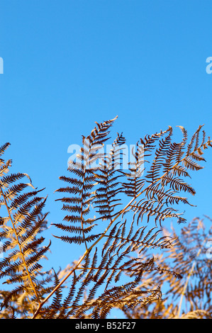 Essiccata la felce / bracken fronde contro un luminoso cielo blu Foto Stock