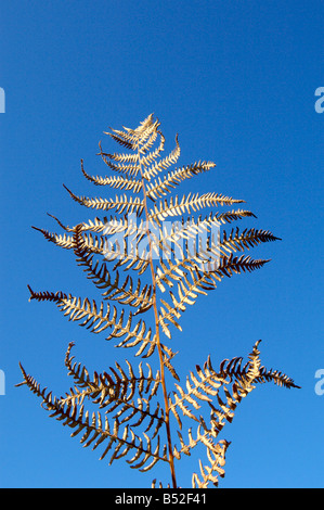 Un singolo essiccato fern / bracken frond contro un luminoso cielo blu Foto Stock