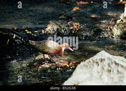 Rale de Cuvier Dryolimnas cuvieri bianco rampa throated Cuvierrallen Kraniche Rallen Tiere Voegel Vogel animali folaghe gru Foto Stock