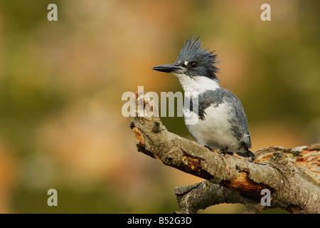 Voce maschile belted kingfisher in attesa sul pesce persico nel laghetto Victoria British Columbia Canada Foto Stock