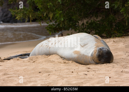 Un Hawaiian foca monaca, Monachus schauinslandi, endemica e in pericolo di estinzione, riposa nella sabbia in Kapalua Bay, Maui, Hawaii. Foto Stock