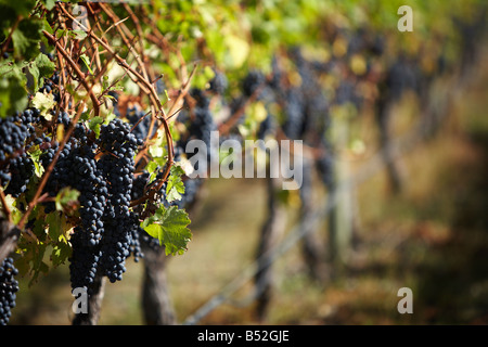 L'uva Merlot 2 3 giorni prima del raccolto gimblett gravells Foto Stock