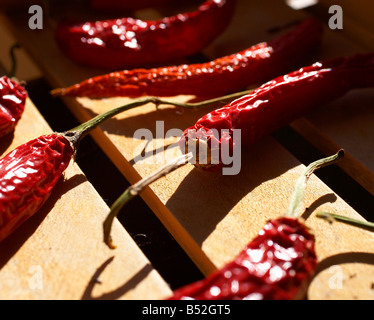 Essiccazione rosso peperoncino spalmata su rack di Sun Foto Stock