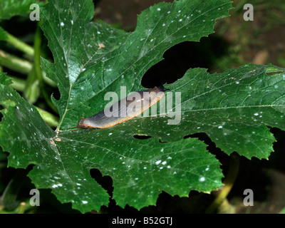 I tondi nero sulla pianta di zucchine Foto Stock