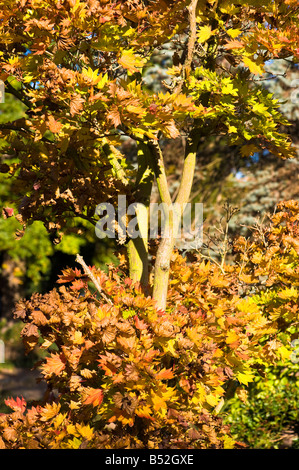 Colori autunnali in Walpole Park Ealing W5 London Regno Unito Foto Stock