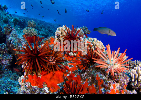 Matite di ardesia ricci di mare, Heterocentrotus mammillatus, colore di primo piano di questo Hawaiian scena sulla barriera corallina, Hawaii. Foto Stock