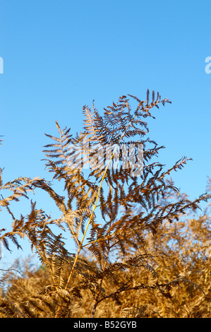 Essiccata la felce / bracken fronde contro un luminoso cielo blu Foto Stock