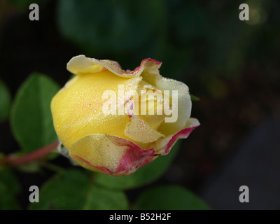 Perline scintillanti di rugiada raccolta su una rosa gialla bud nella luce del mattino Foto Stock