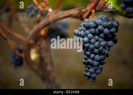 L'uva Merlot 2 3 giorni prima del raccolto gimblett gravells Foto Stock