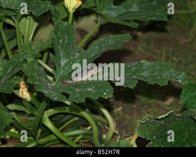 I tondi nero sulla pianta di zucchine Foto Stock