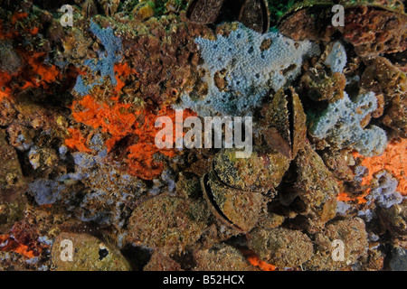 Mytilus edulis Cozza blu cozze comune coperto da spugne Foto Stock