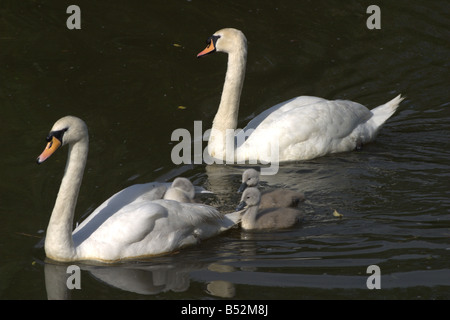 Mute White Swan nuoto cygnets soleggiato pulcini sun fiume medway kent england Regno Unito Europa Foto Stock