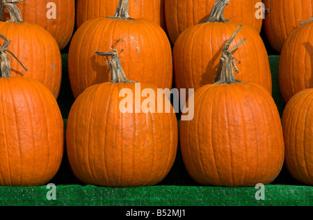 Zucche in vendita per la festa di Halloween ad Ottawa in Canada Foto Stock