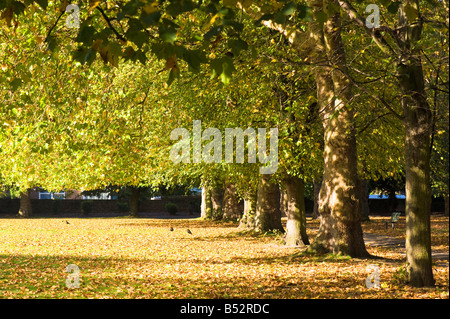 Colori autunnali in Walpole Park Ealing W5 London Regno Unito Foto Stock