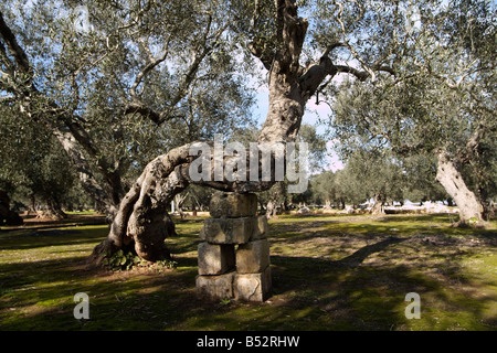 Albero di olivo in Puglia sud italia Foto Stock