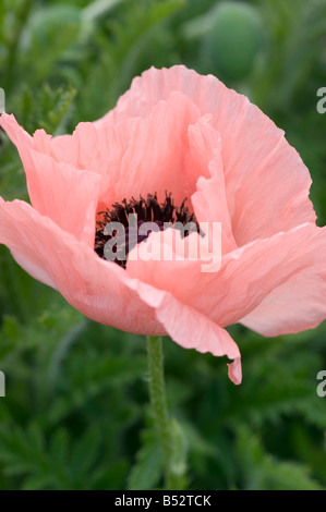 PAPAVER ORIENTALE HELEN ELIZABETH ORIENTAL PAPAVERO Foto Stock