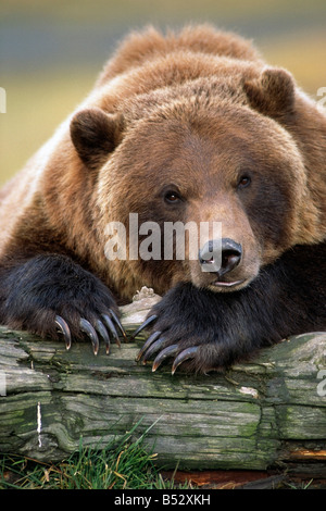 Orso bruno si appoggia con le gambe anteriori sul log in Alaska Wildlife Conservation Centre, Estate centromeridionale Alaska captive Foto Stock