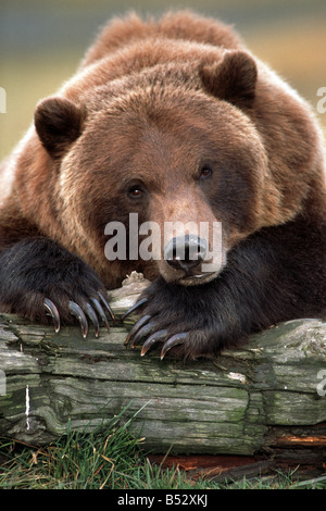 Orso bruno si appoggia con le gambe anteriori sul log in Alaska Wildlife Conservation Centre, Estate centromeridionale Alaska captive Foto Stock