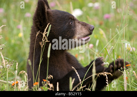 Black Bear Cub in prato di fiori selvatici Minnesota Captive a molla Foto Stock