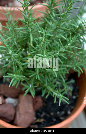 Vasi di rosmarino. Foto Stock