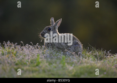 Coniglio europeo oryctolagus cuniculus singolo adulto alimentazione sulla vegetazione nella luce della sera adottate potrebbero Minsmere Suffolk REGNO UNITO Foto Stock