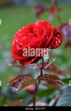 Bella wet red rose Foto Stock