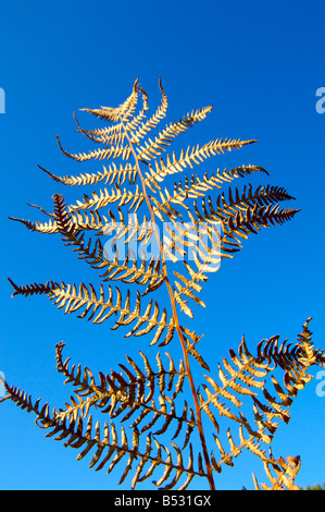 Un singolo essiccato fern / bracken frond contro un luminoso cielo blu Foto Stock