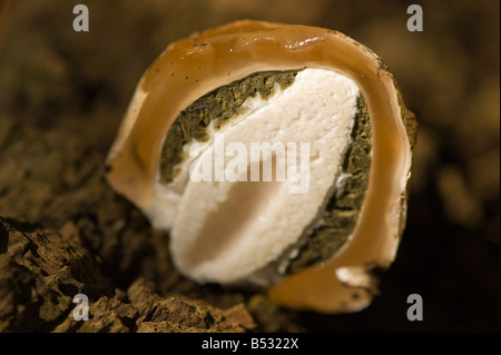 Sezione trasversale attraverso un immaturo fruitbody Stinkhorn Foto Stock