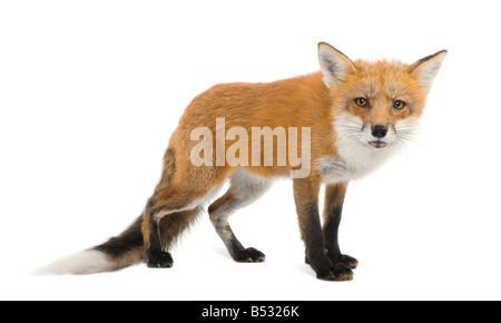 Red Fox 4 anni Vulpes vulpes davanti a uno sfondo bianco Foto Stock