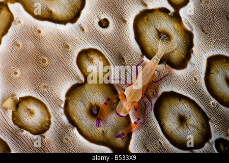 Il gambero imperiale, Periclemenes imperator, su un cetriolo marittimo, Bohadschia argus, Indonesia. Foto Stock