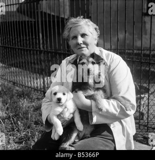 Gli animali al principe Rock cani e gatti casa Plymouth. Agosto 1950 O25406-001 Foto Stock