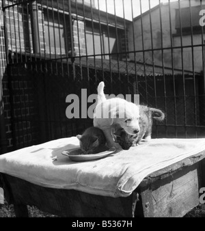 Gli animali al principe Rock cani e gatti casa Plymouth. Agosto 1950 O25406-009 Foto Stock