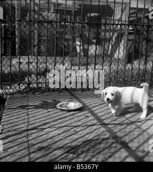 Gli animali al principe Rock cani e gatti casa Plymouth. Agosto 1950 O25406-013 Foto Stock