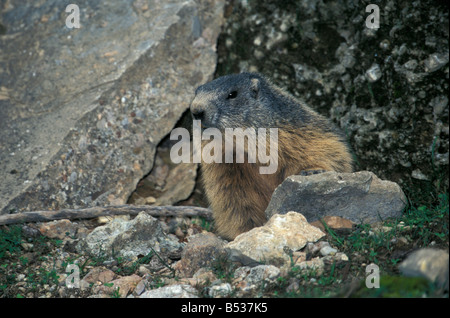 La marmotta alpina Alpenmurmeltier Marmota marmota Alpi Europa alpen Alpenmurmeltier alpes alpi alpine animali animali Austria Austria Foto Stock