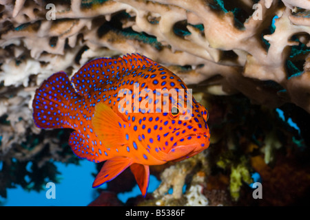 Coral cernie, Cephalopholis miniata, sono una visione comune su Indonesia barriere coralline, Bali, Indonesia. Foto Stock