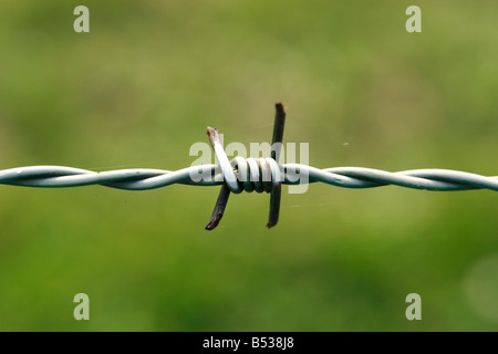 recinzione barbwired Foto Stock