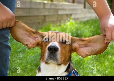 Un simpatico giovane cucciolo beagle con enormi orecchie floopy Foto Stock