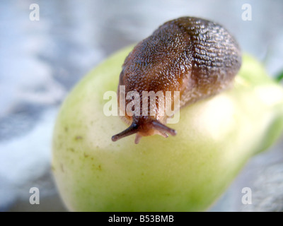 Un enorme slug salendo su un fresco giardino pomodoro questi parassiti li mangiano tutto il tempo Foto Stock