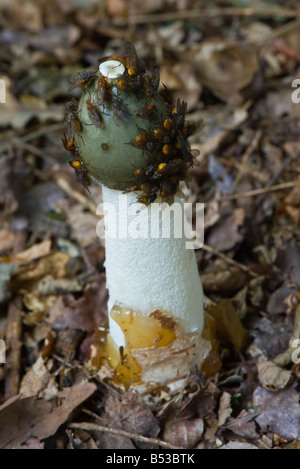 Una matura stinkhorn Foto Stock