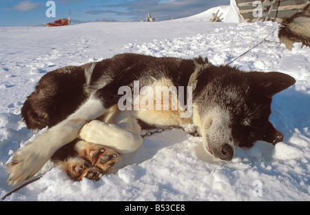 Husky - giacente nella neve Foto Stock